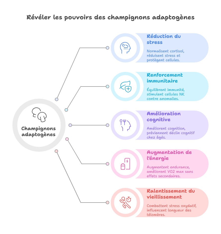 diagrammes visuels champignon adaptogène tout savoir
